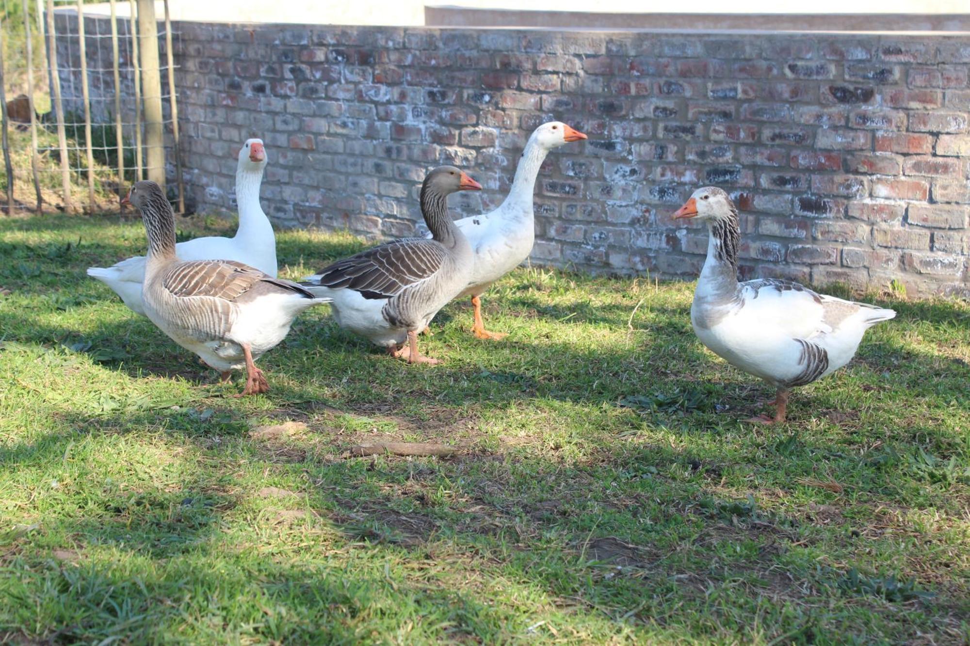 Dunkes Organic Equestrian Estate Apartment George Ngoại thất bức ảnh